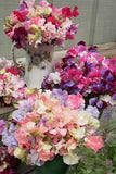 Several sweet pea bouquets in vases showcasing a variety of sweet pea colors - Renee's Garden