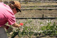 A person bent over their developing sweet pea plants to gently coax them onto supports - Renee's Garden