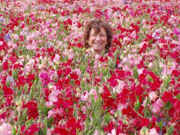 A field of pink and bright red sweet peas, so dense with foliage that only Renee's head is showing - Renee's Garden 