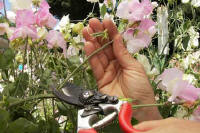 A person deadheading a freshly spent bloom by cutting the whole thing off at the base of the stem - Renee's Garden