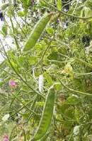 A sweet pea plant that has finished blooming and is producing seed pods - Renee's Garden