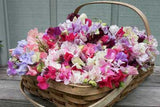 A wooden harvest basket filled to the brim with sweet peas in a varied range of pinks and violets - Renee's Garden