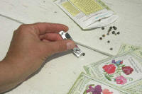 Hand using nail clippers to nick the outer coat of a sweet pea seed - Renee's Garden