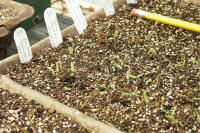 Day 7 of seeds germinating in growing tray.