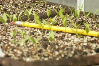 Seedlings at Day 15 growing in tray