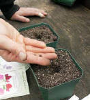 A hand placing 2 sweet pea seeds in the hole that they poked - Renee's Garden