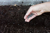 A hand filed with seeds dropping them 2 to 3 inches apart in a furrow - Renee's Garden