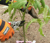 Gloved hands clipping off the bottom branches before planting in garden.