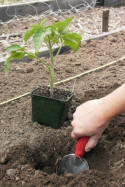 A hole is being created in the ground to receive the seedling.