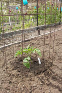 Tomato seedling in a structured growing frame. 