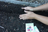 A person is covering the sweet pea seeds they sowed in the furrow using both hands - Renee's Garden