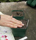 A hand covering the freshly sown seeds with soil - Renee's Garden