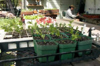 Seedling containers and seed trays with seedlings growing in them that are outside on a potting table, hardening off in the sun - Renee's Garden 