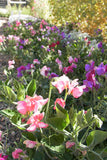 Sweet peas growing in the garden - Renee's Garden