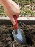 A hand using a hand trowel to dig a hole large enough to fit the root ball of a sweet pea seedling - Renee's Garden