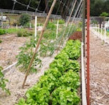 Tomato Staking