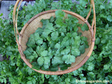 A harvest basket filled with cilantro cuttings over a cilantro bush - Renee's Garden
