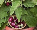 Container eggplant growing