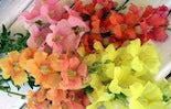 Colorful Snapdragons