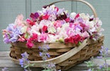 Fragrant sweet peas in a basket