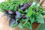 Different colors of beautiful basil in a bundle