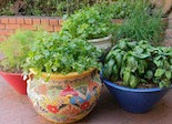 Various herbs in containers