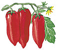 Illustration of red hanging tomatoes on a green vine.