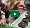 Video Thumbnail for Potting Up Tomato Seedlings