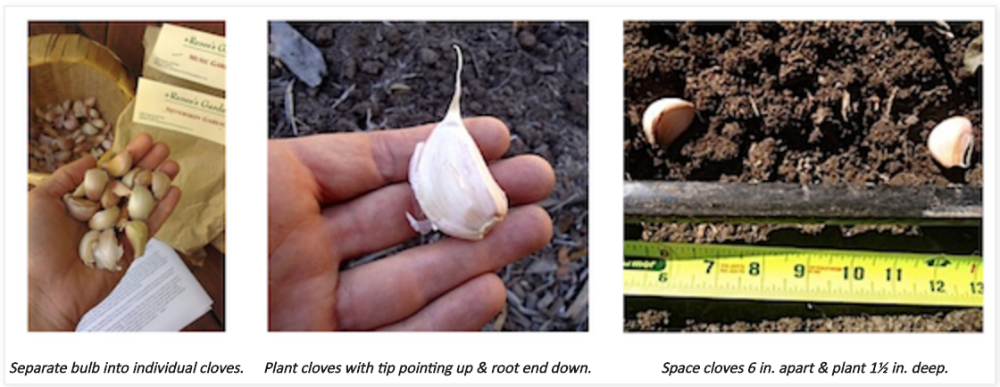 Picture 1: Bulbs separated into individual cloves. Picture 2: Clove with tip pointing up and root end down. Picture 3: Cloves spaced six inches apart in the garden bed.