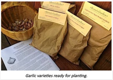 Bagged garlic bulb varieties ready for planting.