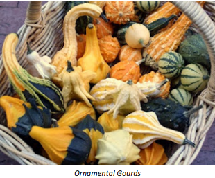 Ornamental gourds in a basket.