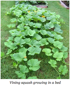 Vining squash growing in a bed.