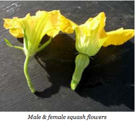 Male & female squash flowers.