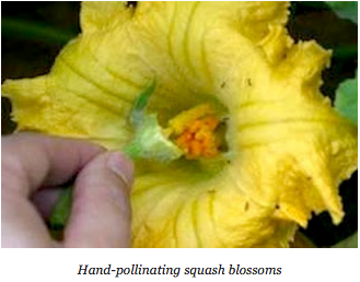 Hand pollinating squash blossoms.