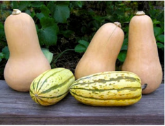 Three butternut squash and two Delicata squashes.