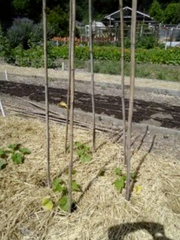 Three pumpkin seedlings in a triangle formation in the garden bed with 2 bamboo support poles each - Renee's Garden