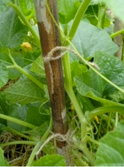 A pumpkin plant vine tied to a bamboo support to train it to grow up the support - Renee's Garden