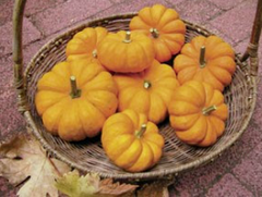 A harvest basket with 8 mini pumpkins next to some autumn leaves - Renee's Garden