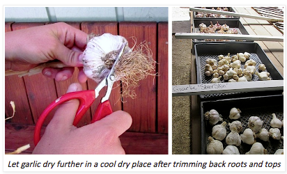 Garlic roots being trimmed by red handle scissors.