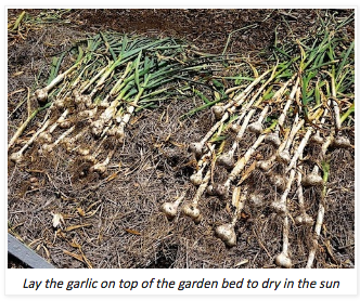 Garlic laying on top of the garden bed to sun dry.