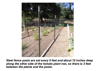 Steel fence posts are set every 5 feet and about 12 inches deep along the other side of the tomato plant row, so there are 3 feet between the plants and the posts - Renee's Garden