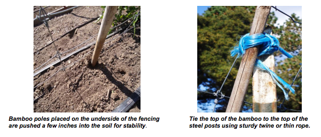 2 Images: (1) Bamboo poles place on the underside of the fencing are pushed a few inches into the soil for stability. (2) Tie the top of the bamboo to the topof the steel posts using sturdy twine or thin rope - Renee's Garden