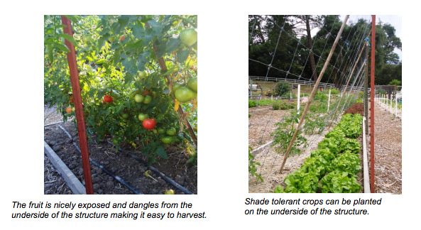 2 Images: (1) The fruit is nicely exposed and dangles from the underside of the structure making it easy to harvest. (2) Shade tolerant crops can be planted on the underside of the structure. - Renee's Garden