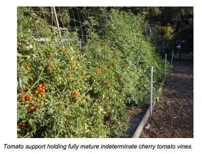 Tomato support holding fully mature indeterminate cherry tomato vines - Renee's Garden