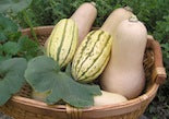 Winter Squash in a basket