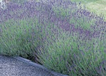 Lavender for sachets growing in the garden
