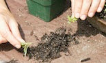 Pricking tomato seeds