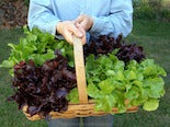 Colorful garden lettuce in a basket