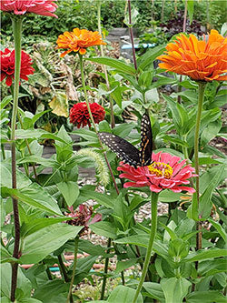 Blue Point Bouquet Zinnia