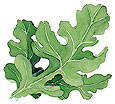 Watercolor image of arugula leaves - Renee's Garden
